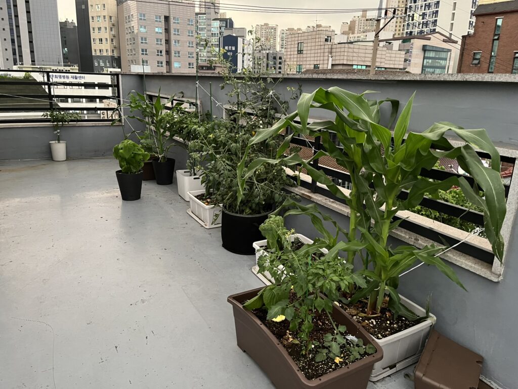 옥상텃밭 옥수수 고추 방울토마토 깻잎