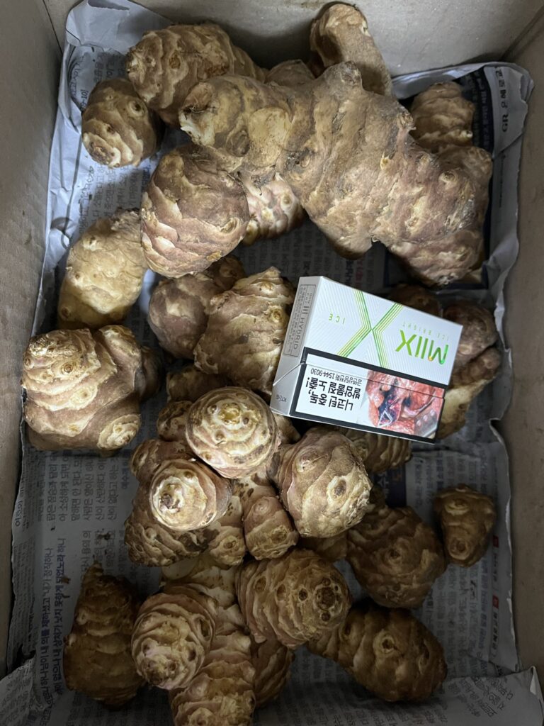 돼지감자